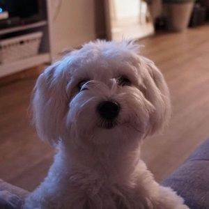 Meet your Posher, Shaun